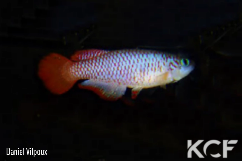 Nothobranchius geminus TSTS 10-11 male adulte 