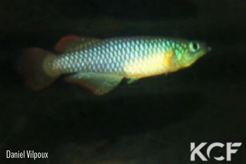 Nothobranchius luekei Mbezi River TZHK 09-04 male adulte 