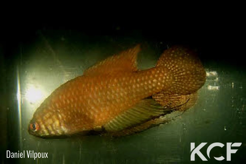 Simpsonichthys espinhacensis Serra do Espinhaço MG male adulte 