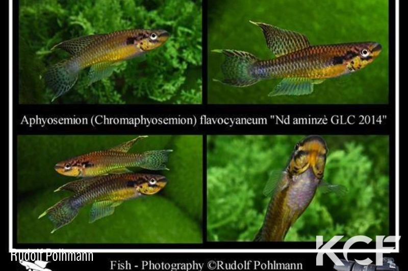 Aphyo. Chromaphyosemion flavocyaneum Ndiaminze GLC 14 couple adulte 