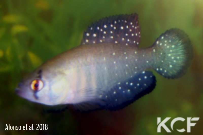 Austrolebias wichi Embarcacíon male adulte 