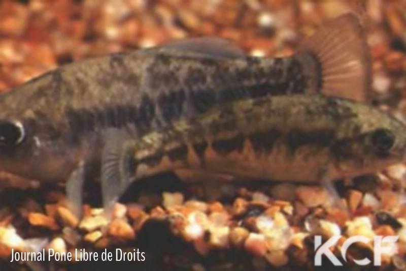 Cyprinodon bovinus  couple adulte 