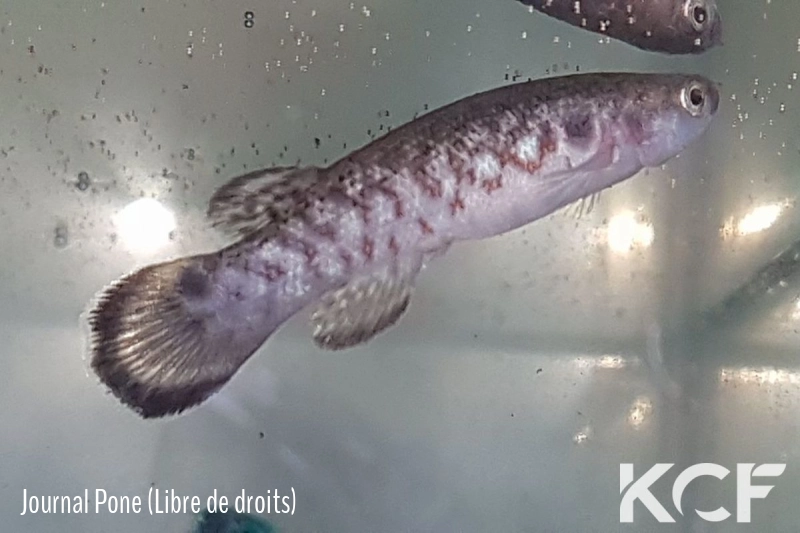 Kryptolebias ocellatus Floripa Brésil male adulte 