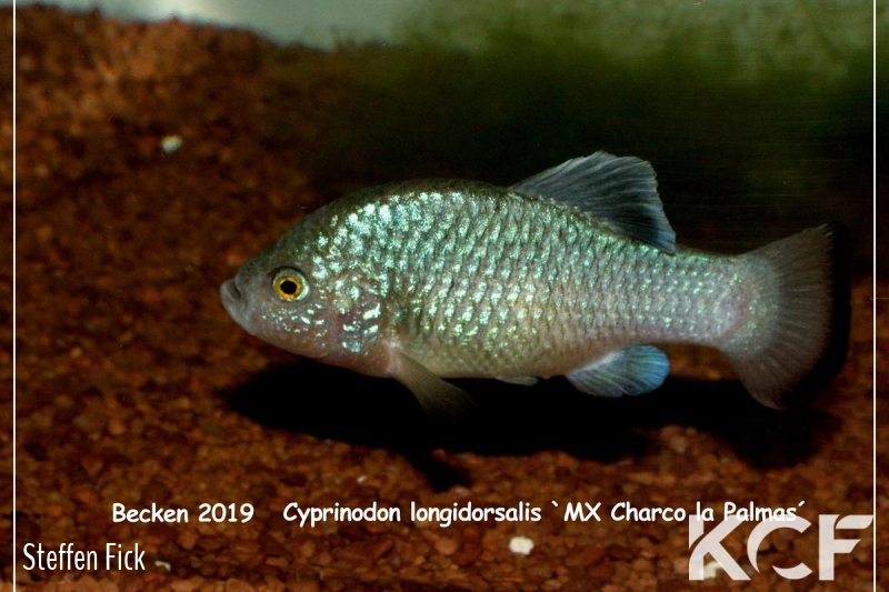 Cyprinodon longidorsalis Mex-Aramberri Charco Palma male adulte 