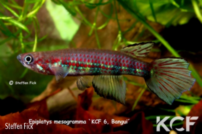 Epiplatys mesogramma Bangui KCF 6 male adulte 