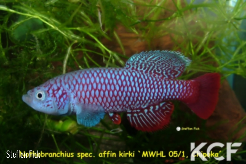 Nothobranchius wattersi Chipoka MWHL 05-01 male adulte 