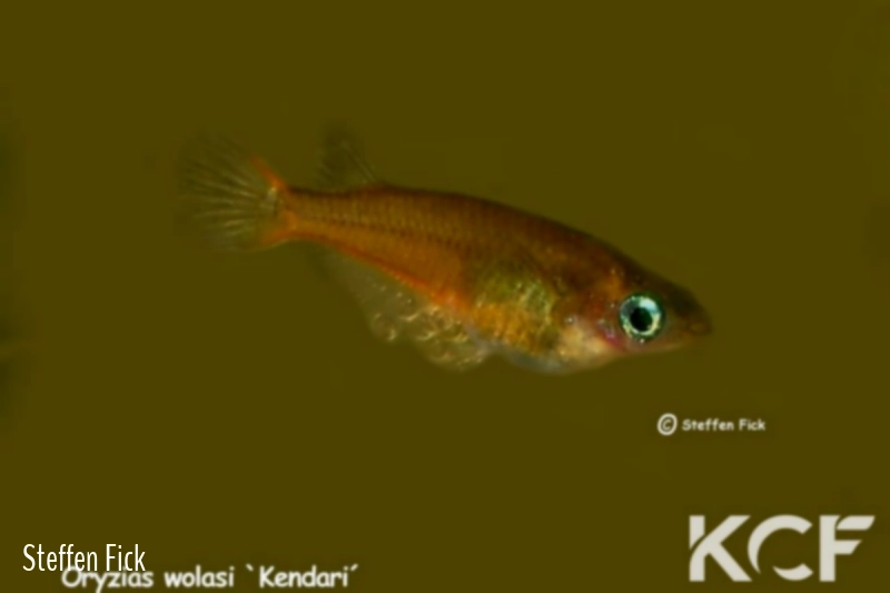 Oryzias wolasi Kendari male adulte 
