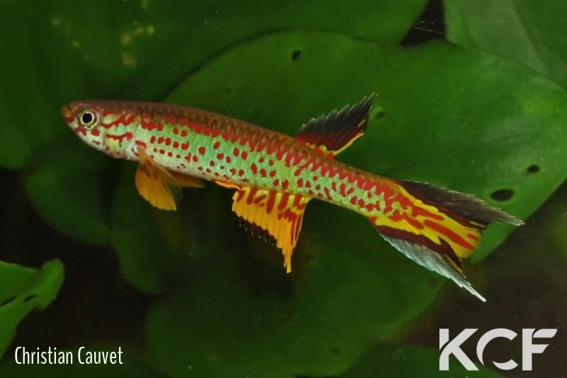 Aphyosemion fellmanni Ntoba FCCO 13-15 male adulte 