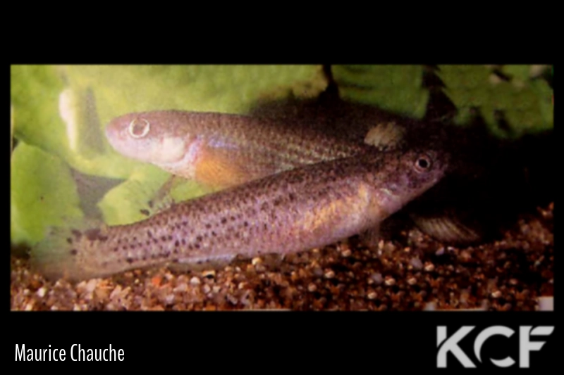 Anablepsoides bahianus  male adulte 