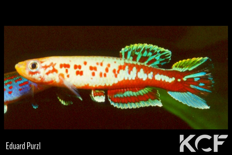 Aphyosemion haasi  male adulte 