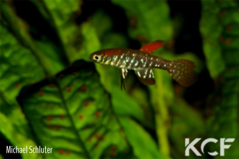 Plesiolebias altamira  male adulte 