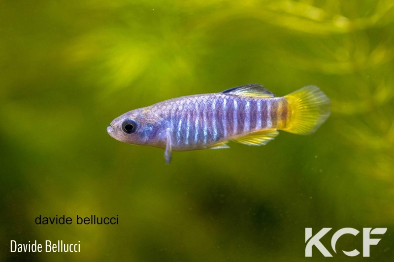 Aphanius almiriensis  male adulte 