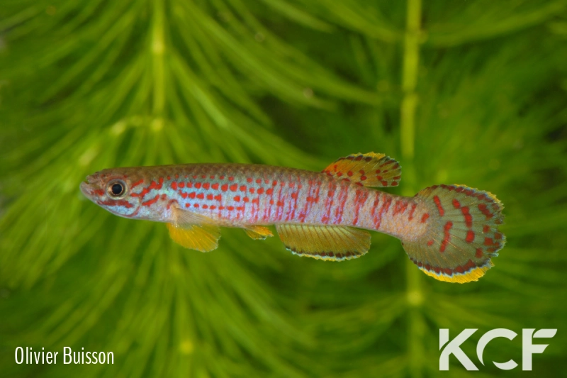 Aphyosemion heinemanni Song Mahi ABK 07-191 male adulte 