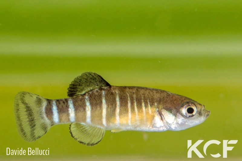 Anatolichthys maeandricus Isikli TUBC 08-02 male adulte 