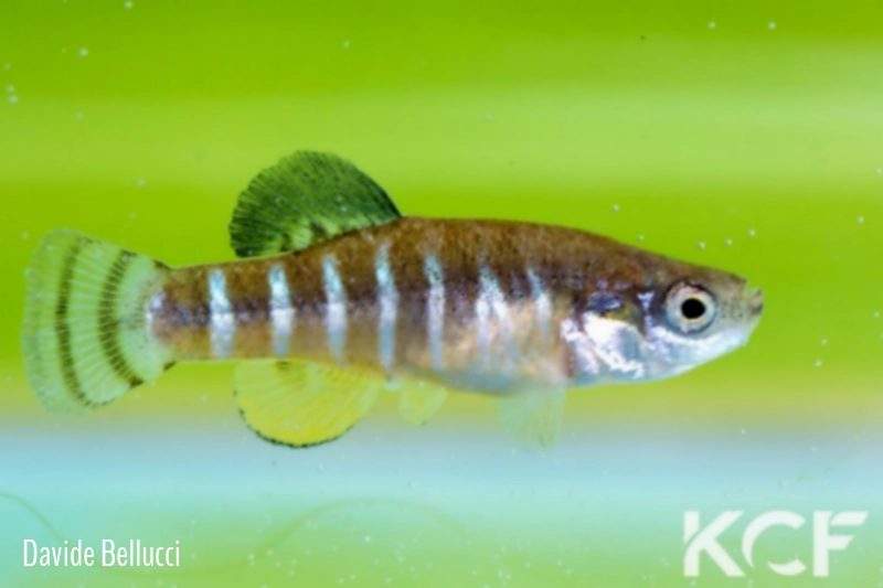 Anatolichthys meridionalis Kacapinar  Spring TR-K 2012 male adulte 