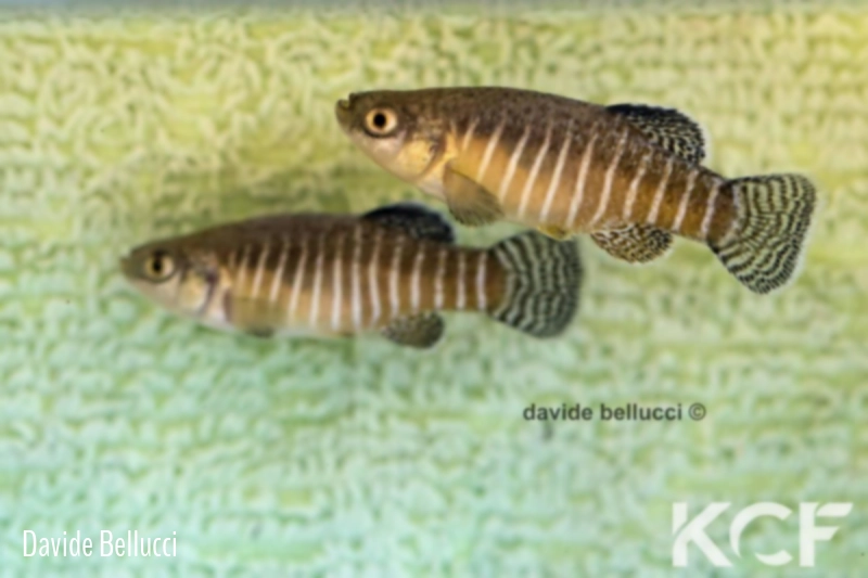 Esmaeilius sophiae Cheshme Ali Spring IR-G 2014 couple adulte 