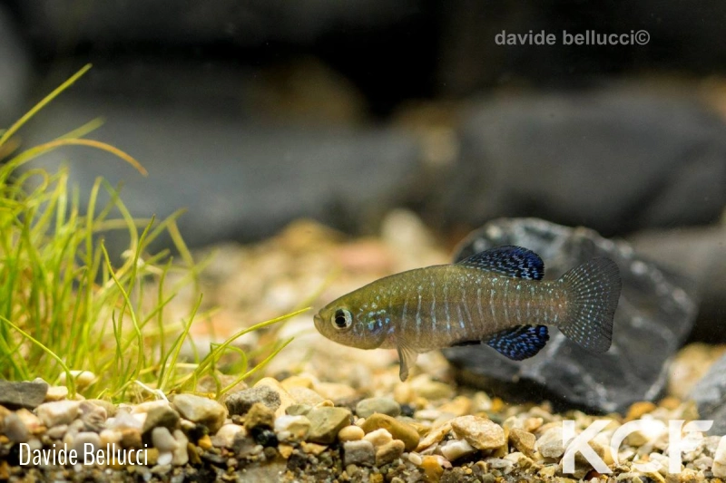 Paraphanius striptus Nachal Habbutzkim IL male adulte 