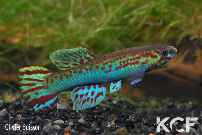 Aphyosemion hera ARK 96-01-2 male adulte 