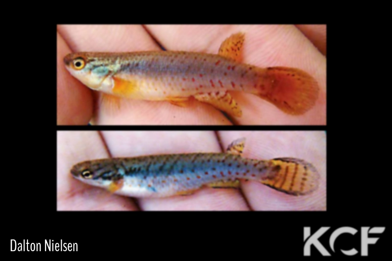 Melanorivulus imperatrizensis  couple adulte 