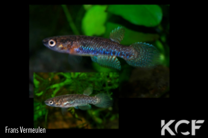 Kryptolebias brasiliensis  couple adulte 