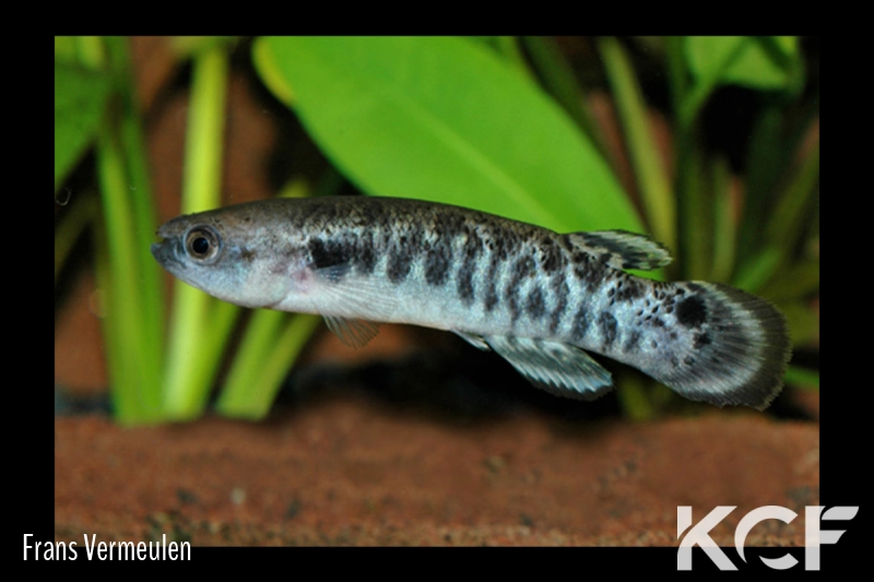 Kryptolebias caudomarginatus  male adulte 