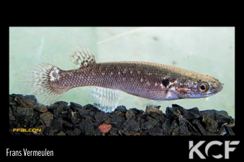 Kryptolebias garciai  male adulte 