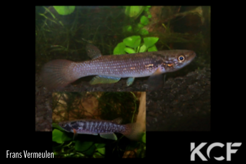 Kryptolebias sepia Palumeu - Upper River Marowijne Sud-Est du Surinam couple adulte 