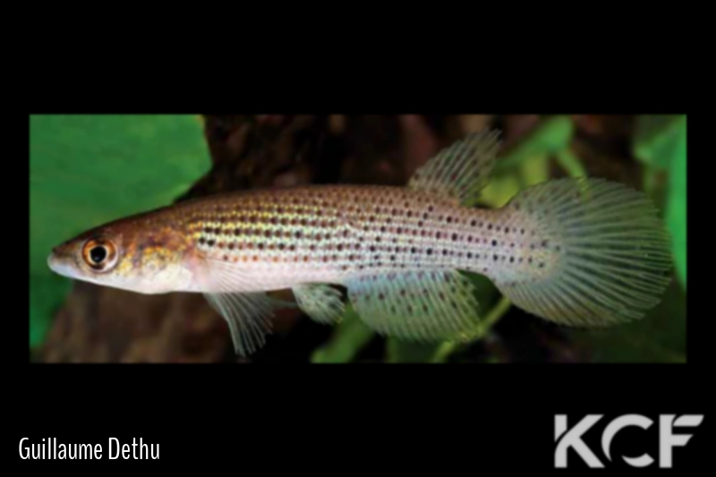 Moema beucheyi  male adulte 