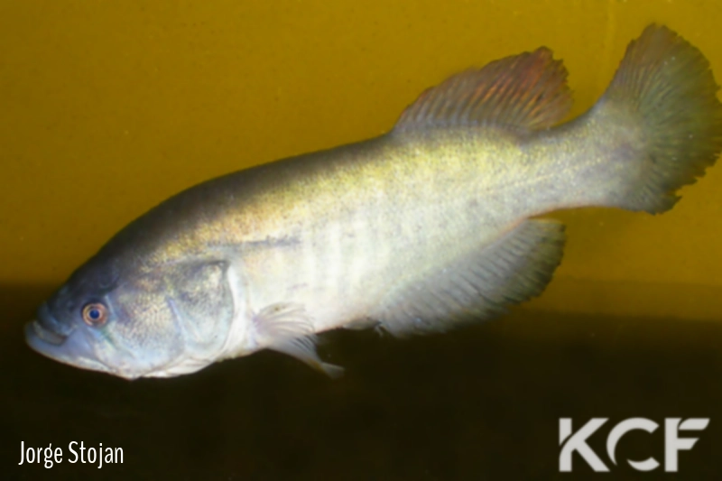 Austrolebias monstrosus Santa Maria KCA 75-08 male adulte 