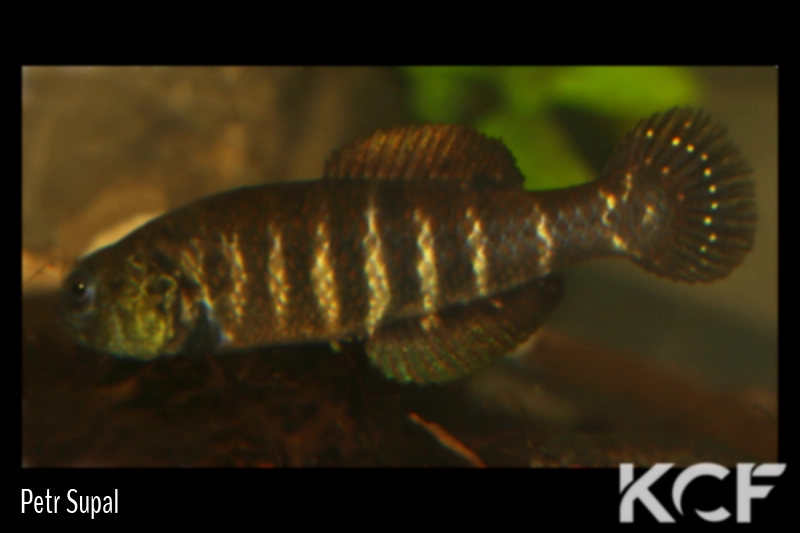 Austrolebias carvalhoi TT male adulte 