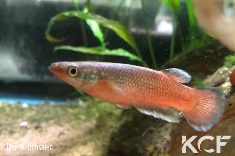 Pachypanchax patriciae  male adulte 