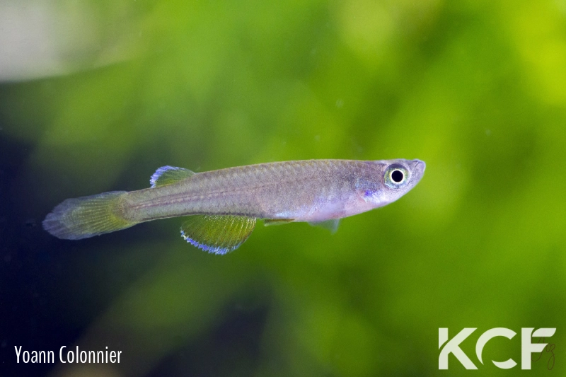 Foerschichtys flavipinnis Lokoli BCP 18-10 male adulte 