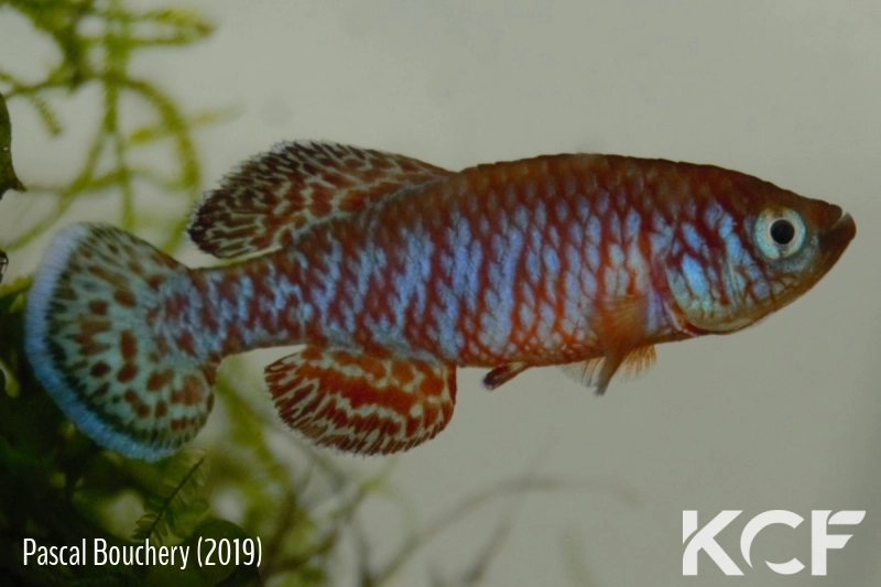 Nothobranchius symoensi Sitambuli ZM 12-10 male adulte 