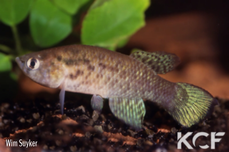 Austrofundulus rupununi GUY 02-20 male adulte 