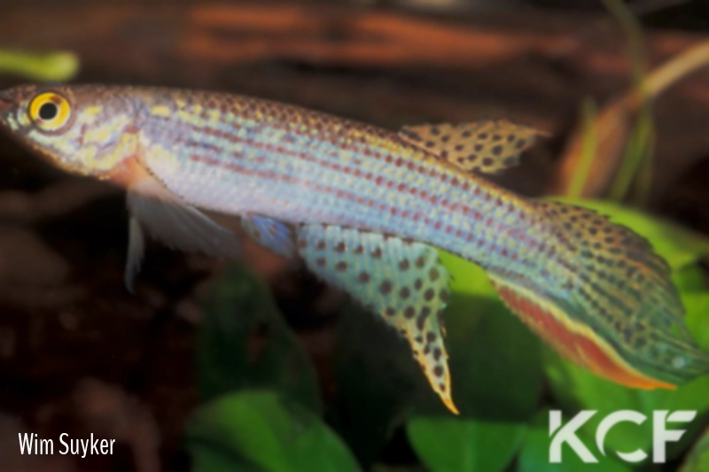 Moema staecki GUY 02-22 male adulte 