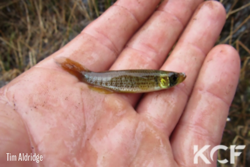 Fundulus escambiae  male adulte 