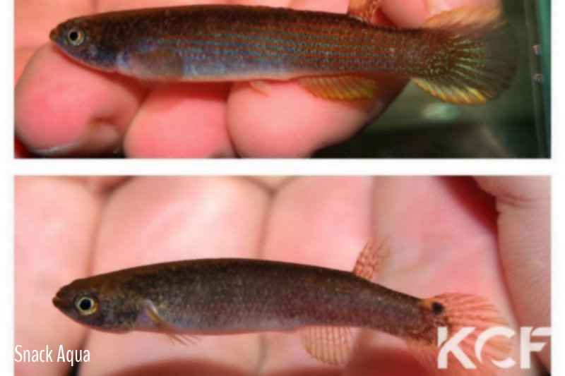 Anablepsoides aff. stagnatus Kilometro 88 THV 10-08 couple adulte 