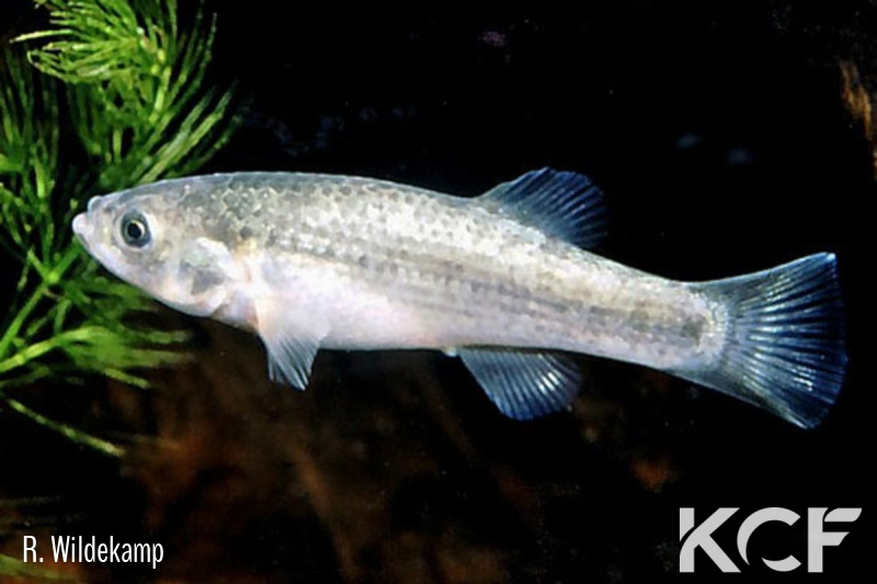 Orestias agassizii  male adulte 