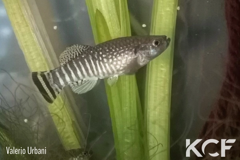 Aphaniops kruppi Jebel Akhdar male adulte 