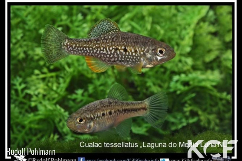 Cualac tessellatus Laguna do Media Luna couple adulte 