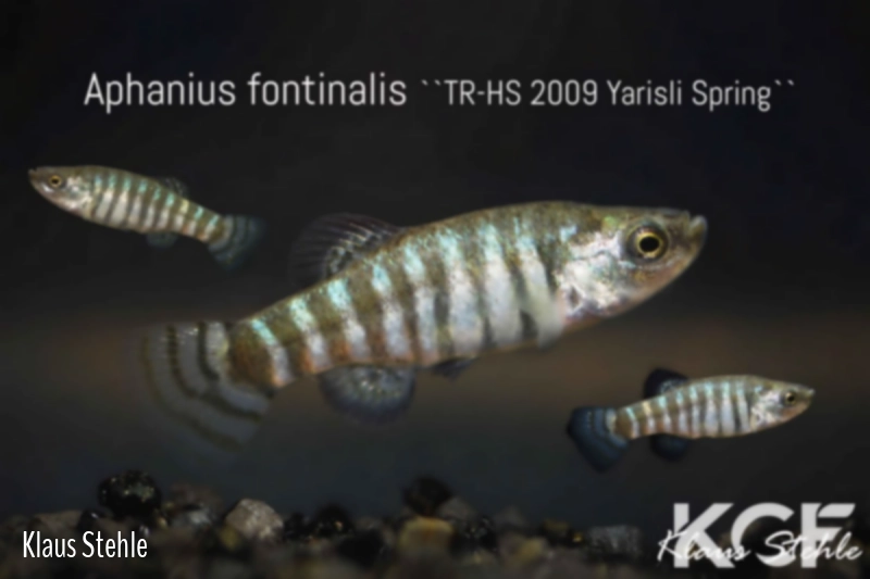 Anatolichthys fontinalis Yarisli Spring TR-HS 2009 couple adulte 
