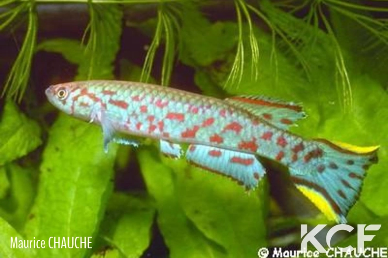 Scriptaphyosemion liberiense Monrovia male adulte 