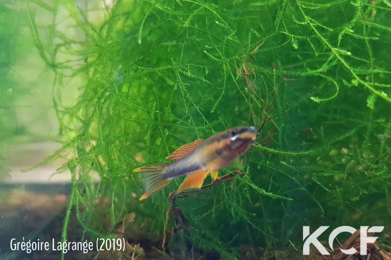 Aphyo. Chromaphyosemion pamaense Pama ADGP 11-18 male sub adulte 
