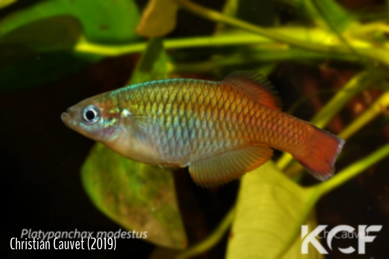 Platypanchax modestus  male adulte 