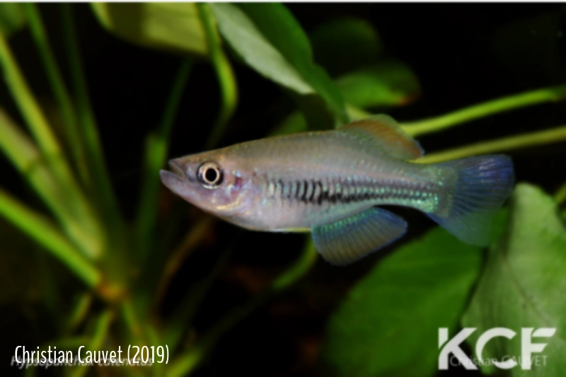 Hypsopanchax catenatus Monguango GACOCC 19-18 male adulte 