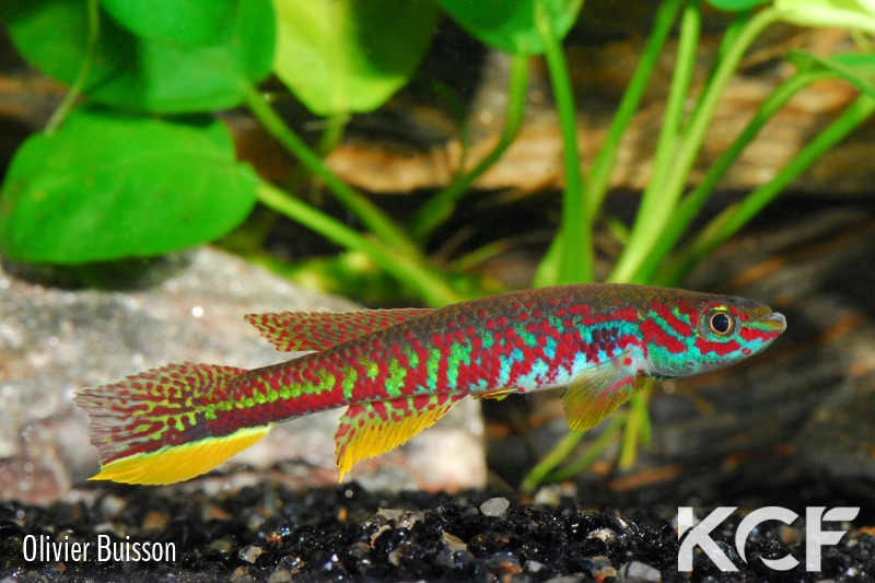 Aphyosemion kunzi Makokou GBH 01-15 male adulte 