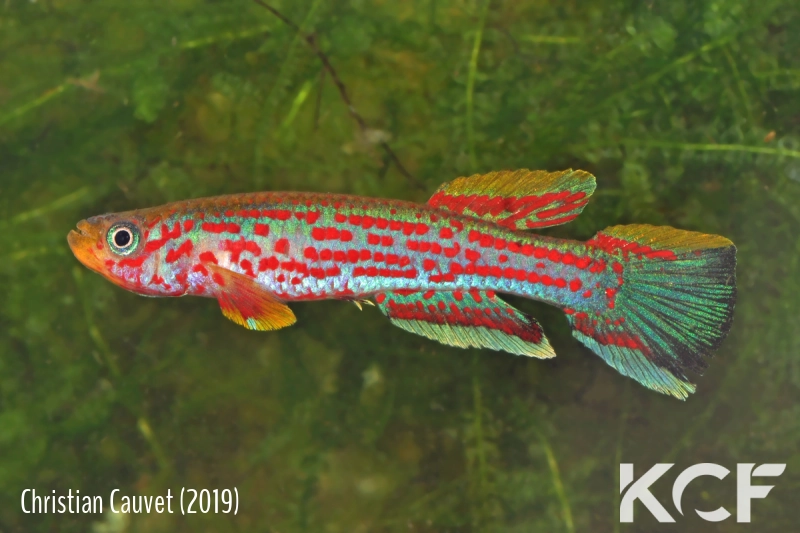 Aphyosemion hanneloreae Malinga GJS 00-14 male adulte 