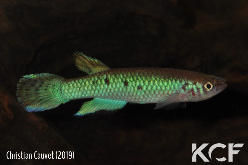 Nimbapanchax jeanpoli Daro GF 06-11 male adulte 