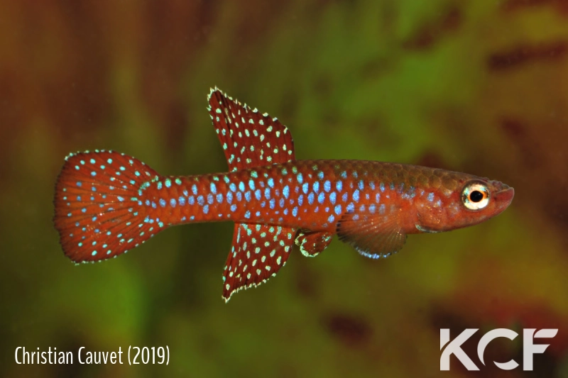 Diapteron cyanostictum Latta GEW 13-01 male adulte 