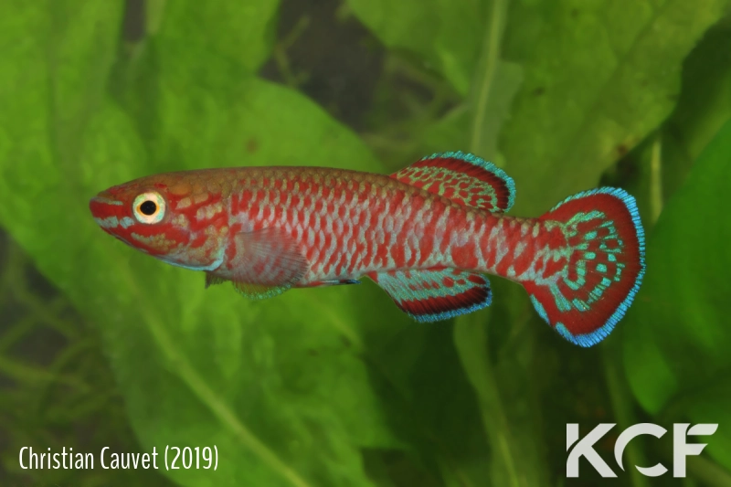 Aphyosemion joergenscheeli Mbigou GBG 93-21 male adulte 